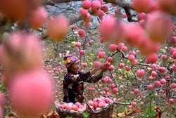 نمایی زیبا از باغ سیب + تصویر