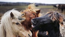 اسب های زیبای ایرلندی + تصاویر