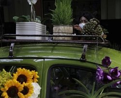 گل فروشی با فولکس قورباغه ای + تصاویر