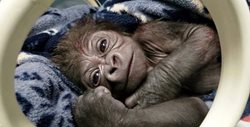 نوزاد تازه متولد شده یک گوریل پس از زایمان سزارین + عکس