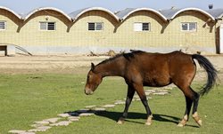 نژاد اسب دره شوری + عکسها