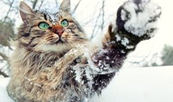 حیوانات در فصل زمستان + عکسها