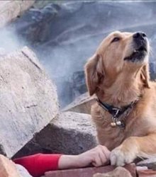 سگی که قهرمان زلزله ازمیر لقب گرفت + عکس