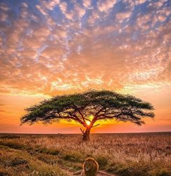 پارک ملی شگفت انگیز در تانزانیا + عکسها