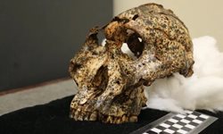 جمجمه دو میلیون ساله در آفریقای جنوبی کشف شد