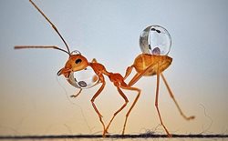 مورچه ها و قطرات آب + عکسها