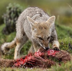 روباهی در حال خوردن باقیمانده شکار یک شیر کوهی + عکسها