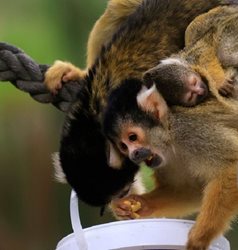 تصاویری جالب از میمون سنجابی و حمل نوزادش