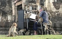 نوازندگی برای میمون ها در تایلند + عکس
