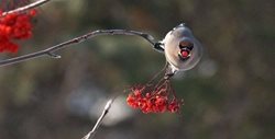 پرنده ای به نام بال لاکی بوهمی + عکس