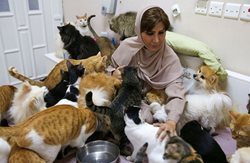 480 گربه و 12 سگ در خانه زن عمانی! + عکسها