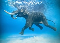 شنای فیل خوشحال + عکس