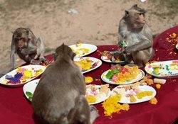جشنواره عجیب بوفه میمون ها در تایلند + عکسها