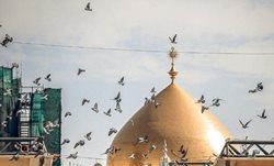 کبوتران گرد حرم مطهر امام علی(ع) + عکسها