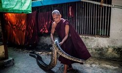 مار پیتون راهب بودایی + عکس