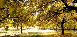 پاییز رنگارنگ تهران + عکسها