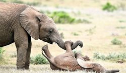 بازی بچه فیل ها در آفریقا + عکسها