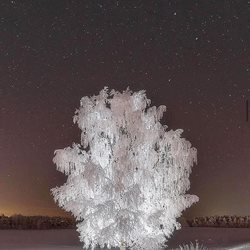 درخت کریستالی یخ زده در روسیه + عکس