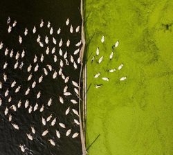 شنای اردک ها در ویتنام + عکس