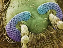 تصویر ثبت شده از سر یک پشه با میکروسکوپ الکترونی