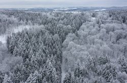 نمای برفی زیبای جنگلی در آلمان + عکسها