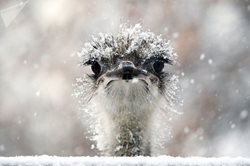 حیوانات در هوای برفی باغ وحش + عکسها
