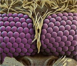تصویری زیبا از چشم های پشه زیر میکروسکوپ!