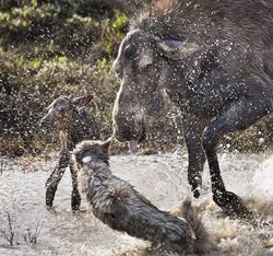 حمله ناکام گرگ ها در شکار بچه موس + عکسها