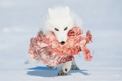 تصویر جالبی از یک گرگ پس از شکار