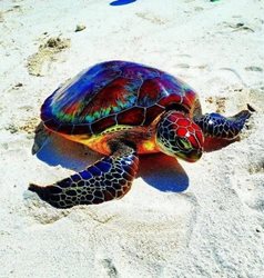 گونه ای کمیاب از لاکپشت دریایی با بدن رنگی + عکس
