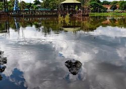 شنای تمساح در دریاچه + عکس