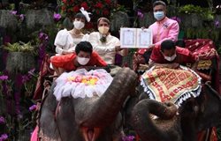عروسی دسته جمعی سوار فیل + عکسها