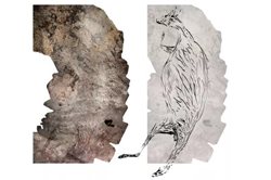 قدیمی ترین سنگ نگاره استرالیا کشف شد