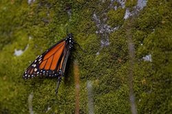 خواب زمستانی پروانه های سلطان در جنگل + عکسها