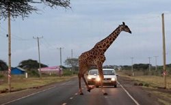 عبور یک زرافه از جاده در کنیا + عکس