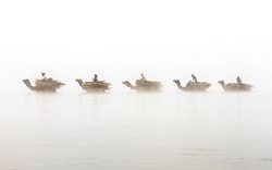 حرکت شتران در مه گرفتگی + عکس