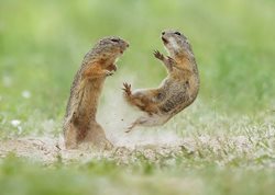 ژست های جالب سنجاب های بیابانی + عکسها