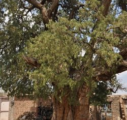 سرو کهنسال روستای کاج درخت در فهرست آثار طبیعی ثبت شد