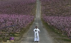 موعظه یک کشیش در میان شکوفه های بهاری + عکس
