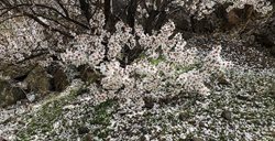 شکوفه های بهاری قم + عکسها