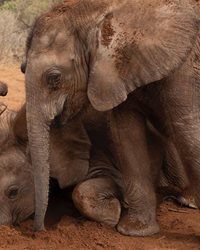 بازی بچه فیل ها در کنیا + عکسها