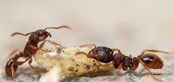 زندگی مورچه ها + عکس