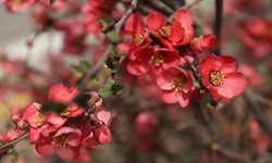 شکوفه های بهاری باغستان های قزوین + عکسها