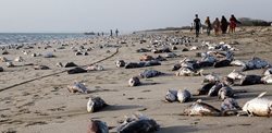 معمای مرگ گربه ماهی ها در ساحل جاسک + عکسها