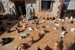 خانه گربه ها در ادلب سوریه + عکس