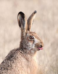 شکار لحظه ای جالب از خرگوش + عکس
