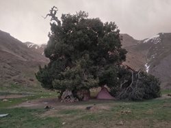 توضیح درباره شکسته شدن درخت 2700 ساله البرز