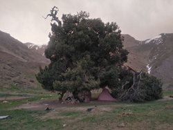 باد و برف و انسان عوامل شکستن درخت 2700 ساله البرز هستند