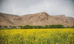 مزارع کلزا در کرمانشاه + تصاویر