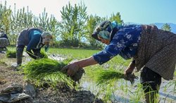 اولین نشاء دستی برنج بهاره در گلستان + عکسها